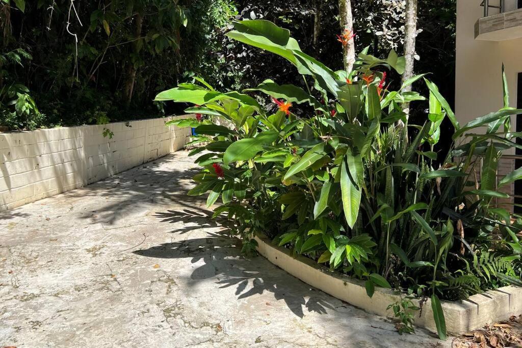 Apartamento Toninhas, Mar E Natureza *